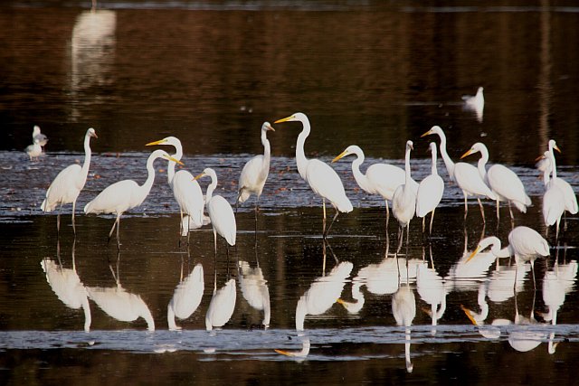 Silberreiher &copy; Winfried Erlwein 