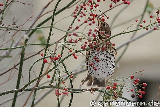 Singdrossel &copy; Sonja Steckhan