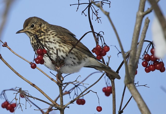 Singdrossel &copy; Arnold Schuchter