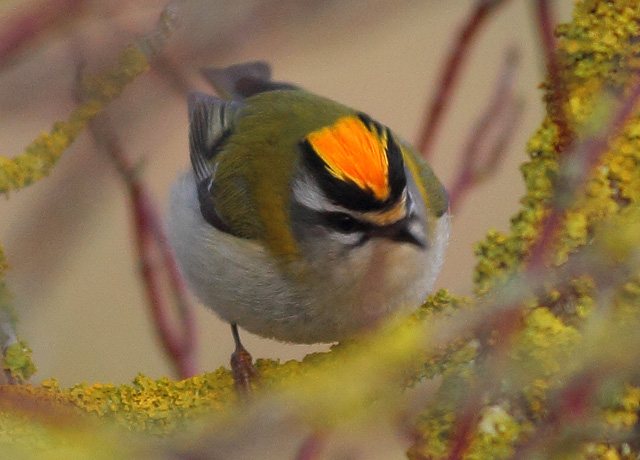 Sommergoldhähnchen &copy; Markus Dähne