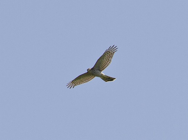 Sperber &copy; Jörg Langenberg