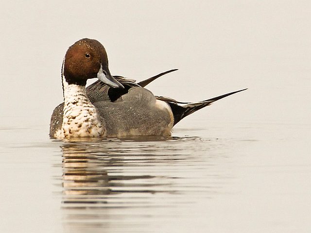 Spießente &copy; Michael Manitz