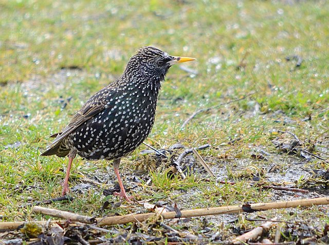 Star &copy; Johann Zimmermann