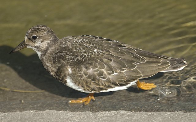 Steinwälzer &copy; Heiko Krätzel