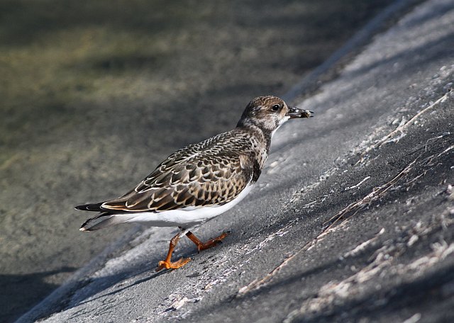 Steinwälzer &copy; Kirsten Krätzel
