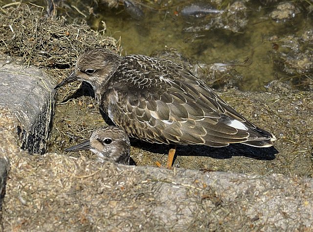 Steinwälzer &copy; Friedrich Renner