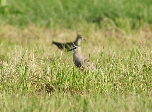 Steppenkiebitz &copy; Stefan Riedl