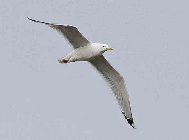 Steppenmöwe &copy; Annette Schulten