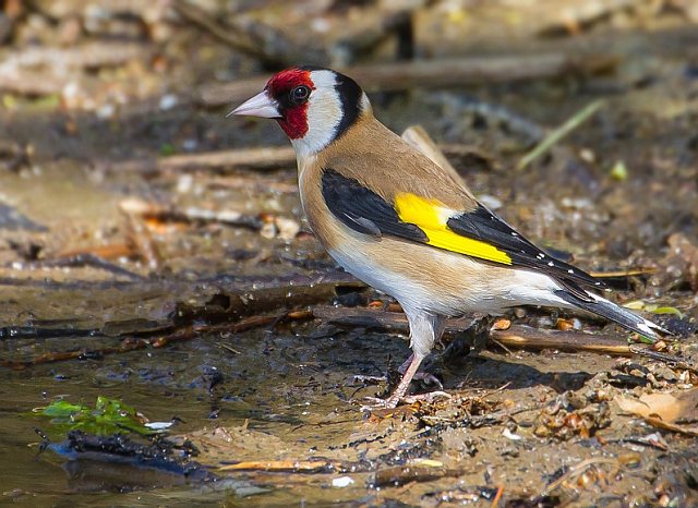 Stieglitz &copy; Carl-Peter Herbolzheimer