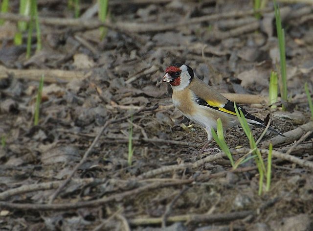 Stieglitz &copy; Carl-Peter Herbolzheimer