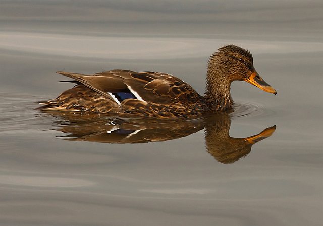 Stockente &copy; Michael Manitz