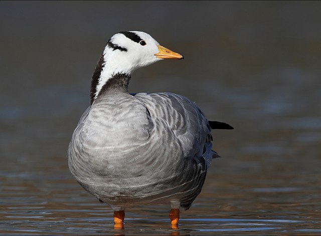 Streifengans &copy; Mark Kumke