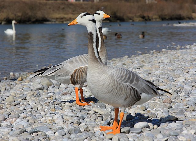 Streifengans &copy; Christine Kellner