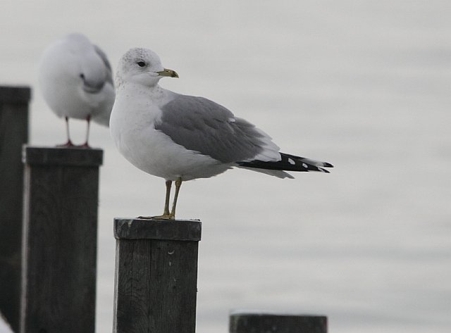 Sturmmöwe &copy; Arnold Schuchter