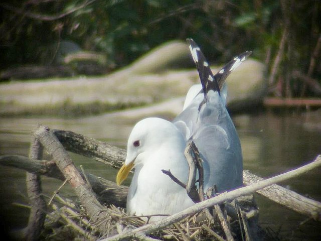 Sturmmöwe &copy; Franz Segieth