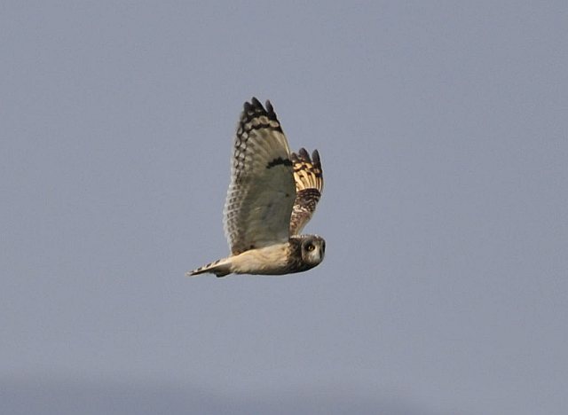 Sumpfohreule &copy; Norbert Estner