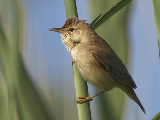 Sumpfrohrsänger &copy; Franz Fischer