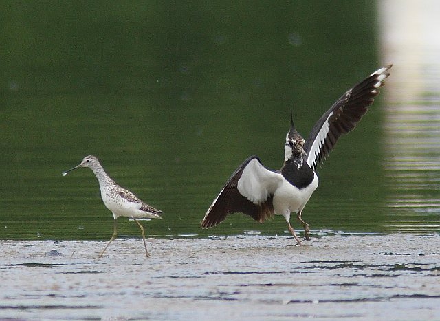 Teichwasserläufer &copy; Wolfgang Einsiedler