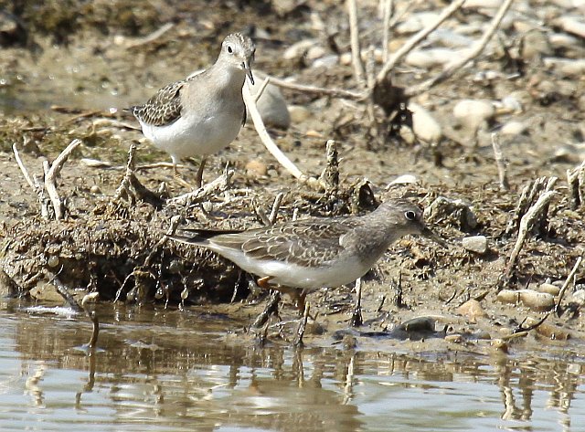Temminckstrandläufer &copy; Christian Haass
