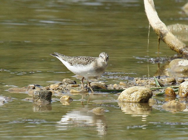 Temminckstrandläufer &copy; Christian Haass