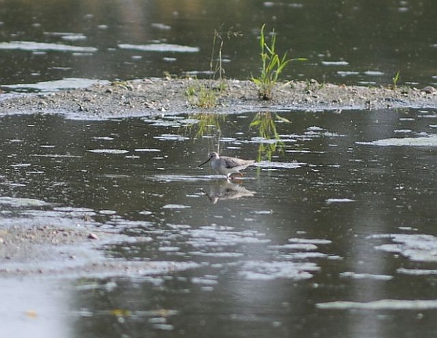 Terekwasserläufer &copy; Peter Zach