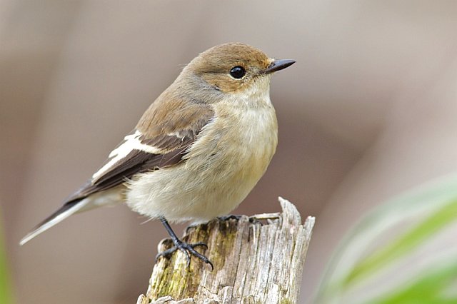 Trauerschnäpper &copy; Horst Beer