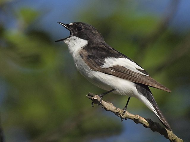 Trauerschnäpper &copy; Franz Fischer