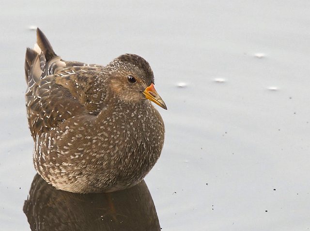Tüpfelsumpfhuhn &copy; Michael Manitz