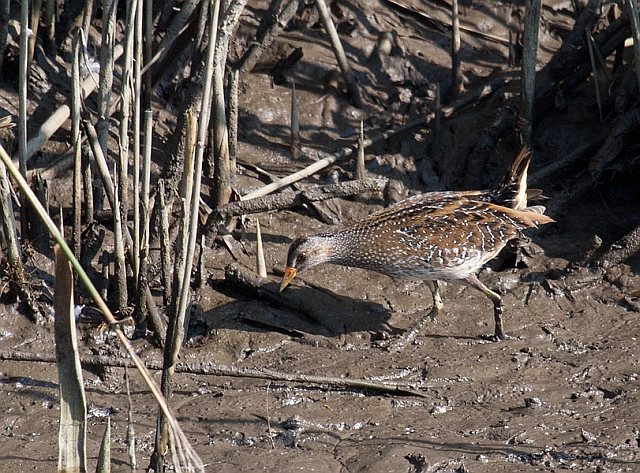 Tüpfelsumpfhuhn &copy; Markus Beser 