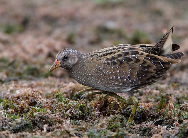 Tüpfelsumpfhuhn &copy; Günter & Herbert Bachmeier