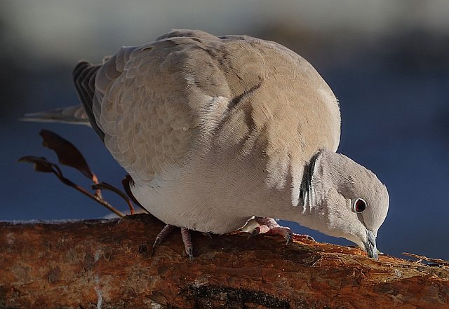 Türkentaube &copy; Carl-Peter Herbolzheimer