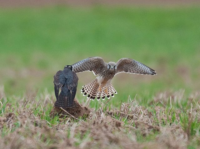Turmfalke &copy; Thomas Langenberg