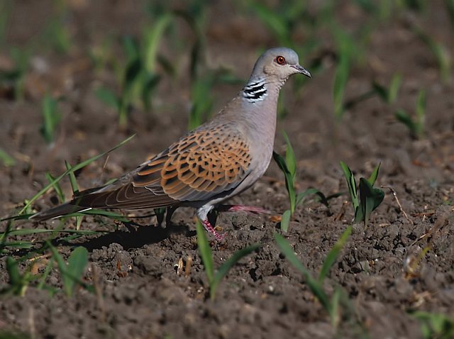 Turteltaube &copy; Michael Manitz