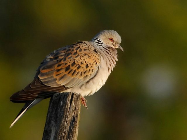 Turteltaube &copy; Michael Manitz