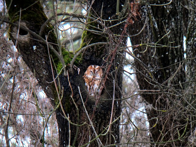 Waldkauz &copy; Susanne Rieck