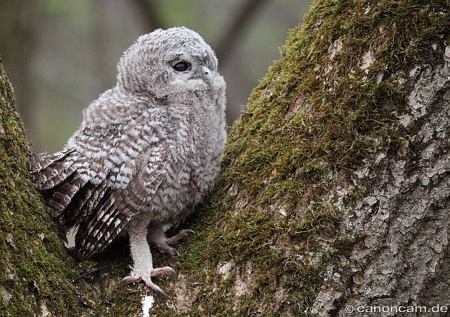 Waldkauz &copy; Heinrich Hottarek