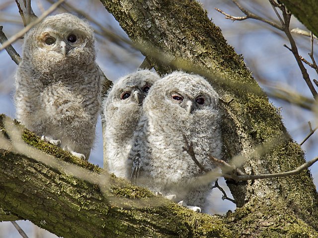Waldkauz &copy; Johannes Sänze