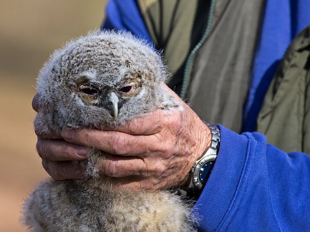 Waldkauz &copy; Werner Borok