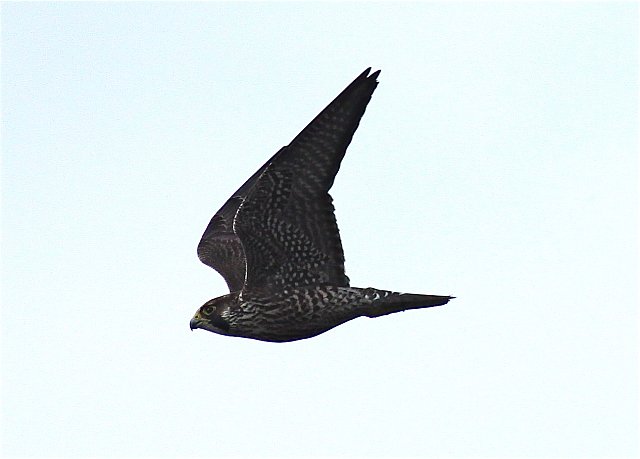 Wanderfalke &copy; Christian Haass