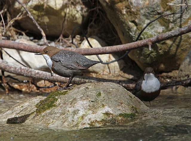 Wasseramsel &copy; Christoph Moning