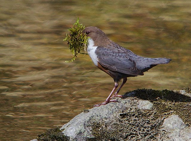 Wasseramsel &copy; Johann Zimmermann