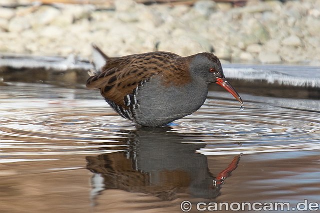 Wasserralle &copy; Heinrich Hottarek 