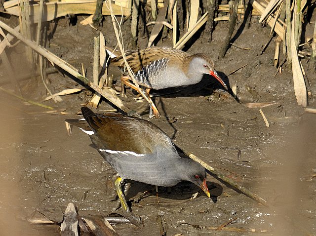 Wasserralle &copy; Friedrich Renner