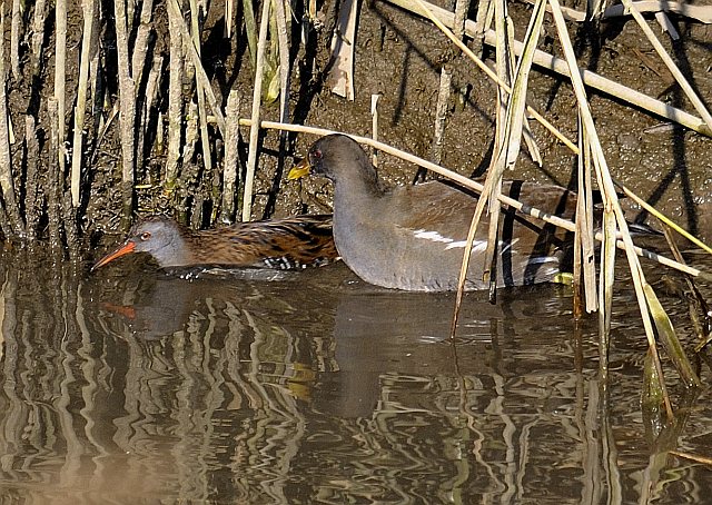 Wasserralle &copy; Friedrich Renner