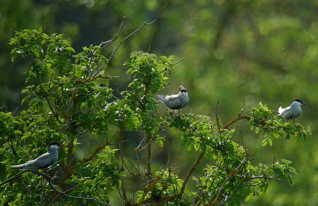 Weißbart-Seeschwalbe &copy; Daniel Honold