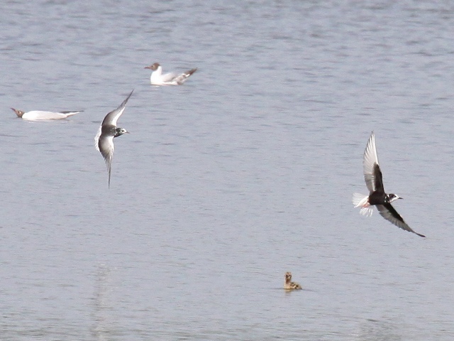 Weißflügel-Seeschwalbe &copy; Christian Haass