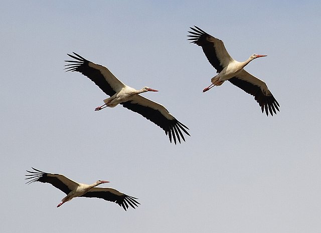 Weißstorch &copy; Carl-Peter Herbolzheimer