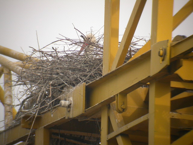 Weißstorch &copy; Norbert Grimbacher