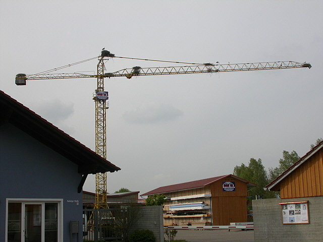 Weißstorch &copy; Norbert Grimbacher