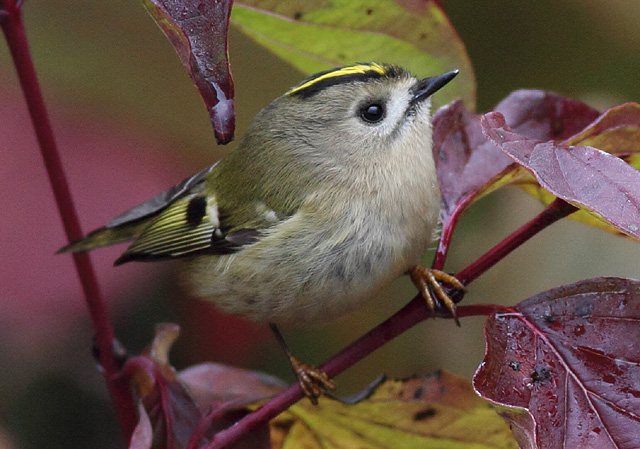 Wintergoldhähnchen &copy; Markus Dähne
